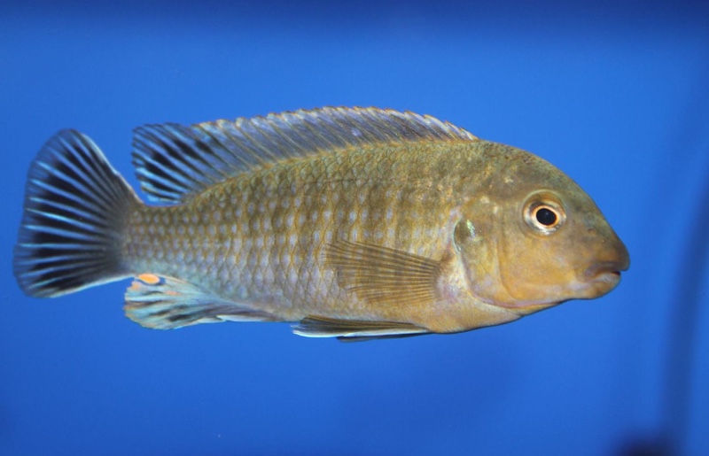 Labidochromis vellicans 'Gome'